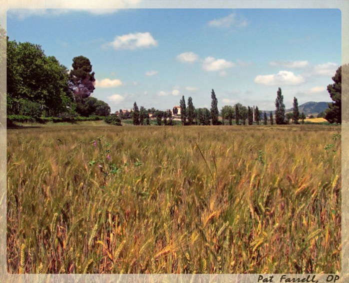 Actually this is a field of barley . . . it's the same concept.