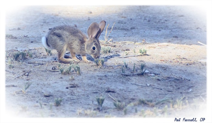 It is easy to see why the fur of the rabbit matches color and hue of the surroundings, for until he moves, it is difficult to spot him.