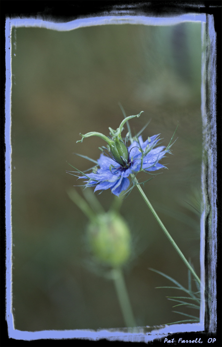 And God created so many kinds of flowers!!