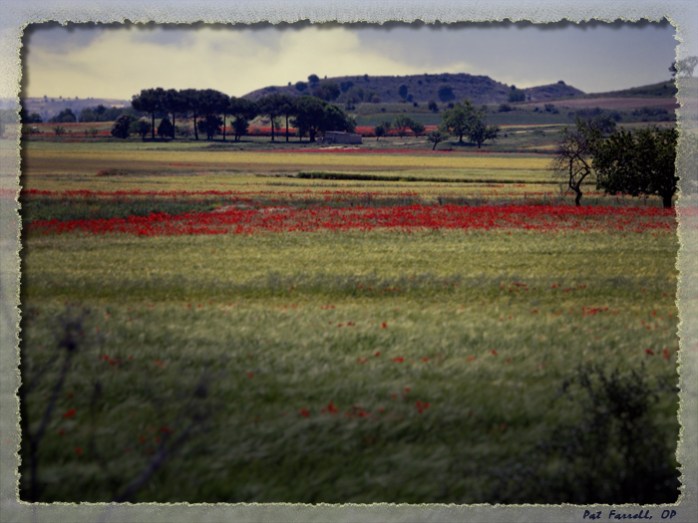 The Spanish countryside and bright red poppies, with which St. Teresa would have become well accustomed on her journeys