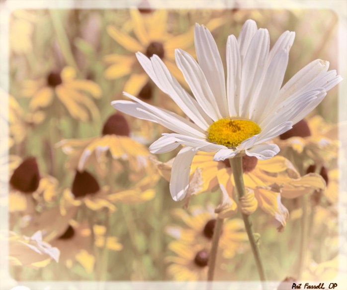 The simplicity of the daisy