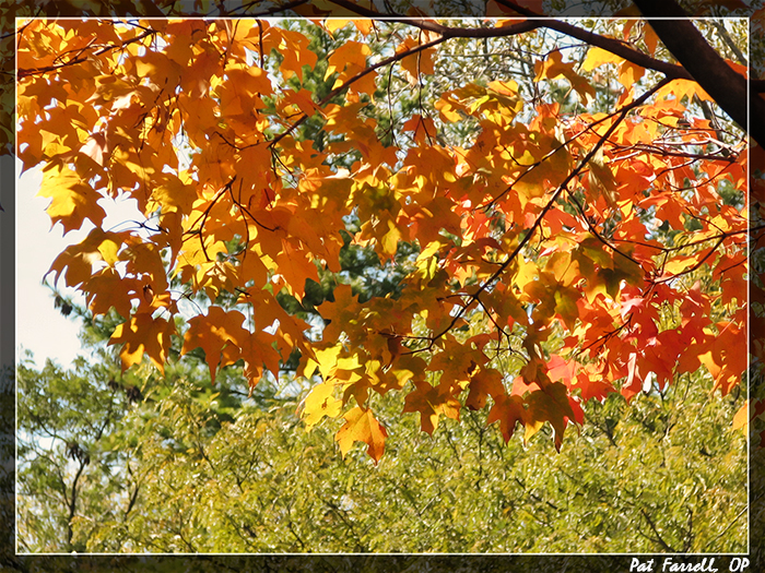 forest_park_10202006_004