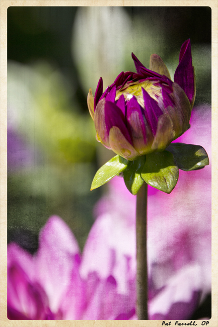 And the opening of the dahlia