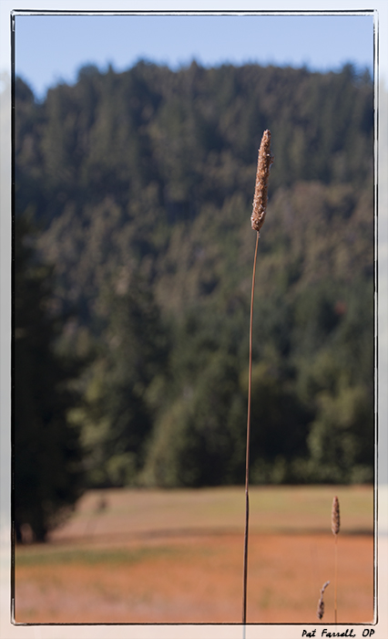 redwoods_monastery_2013_330
