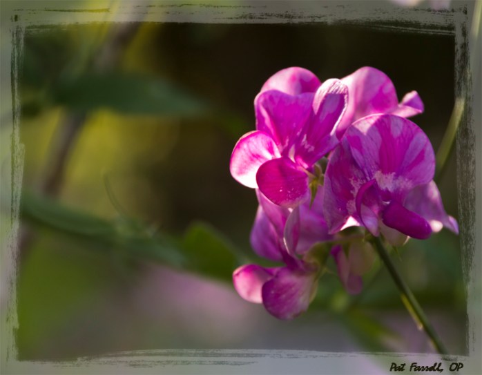 The wild sweet pea is certainly one of the good things of life