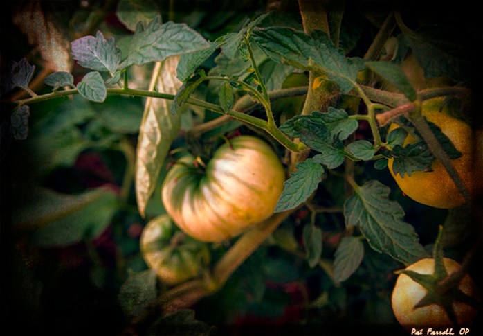 So may the fertile soil of our souls bring forth good fruit