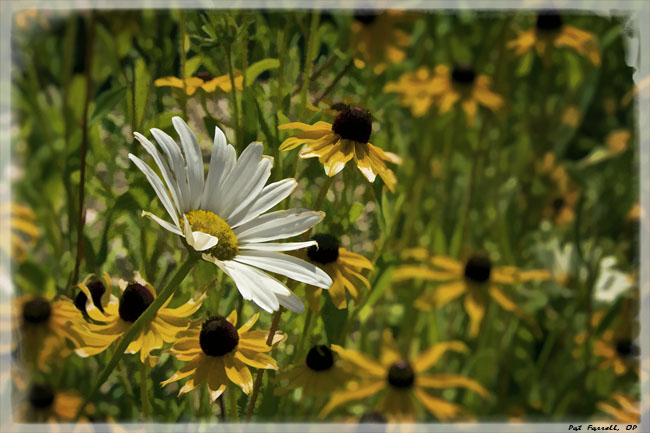 May I cultivate gratitude