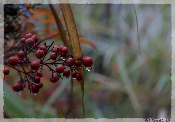 To be grateful for all . . . To be grateful for the dew and the berries.