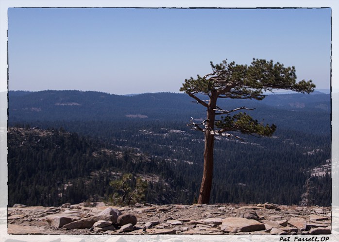 I have always been amazed at the tenacious quality of life. How the trees grow right through granite rocks and hang on to the side of a cliff through all kinds of weather.