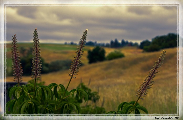 Let us contemplate the beauty of the earth 