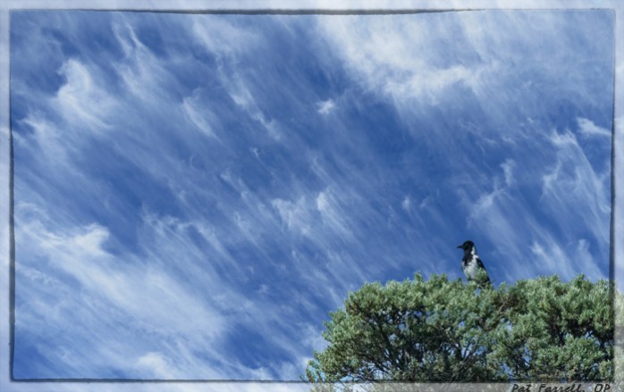 Magpie in Dublin enjoying the limitless sky