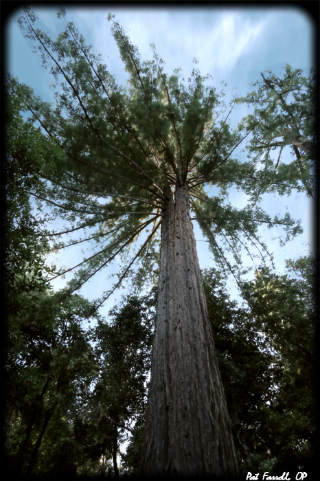 The coastal redwoods have been growing in silence for over 2,000 years