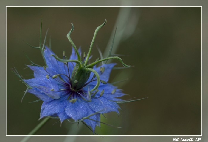 The miracle of a single flower