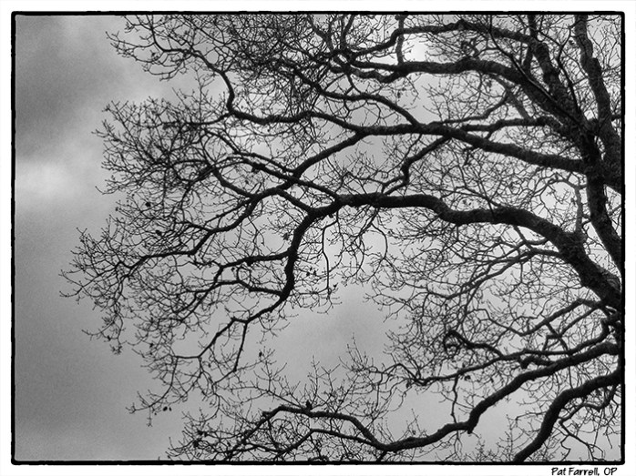 Is this an ideal landscape?