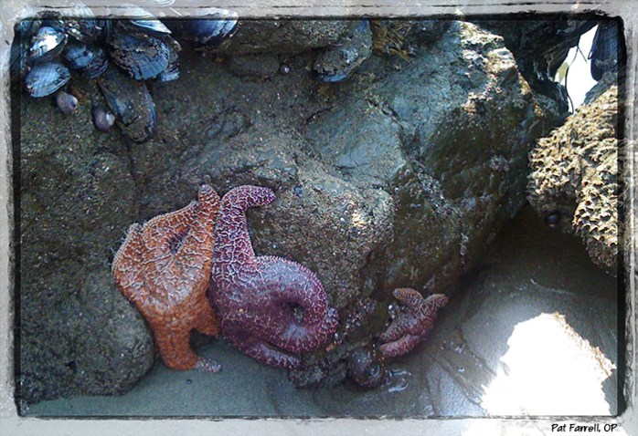 Starfish at Muir Beach