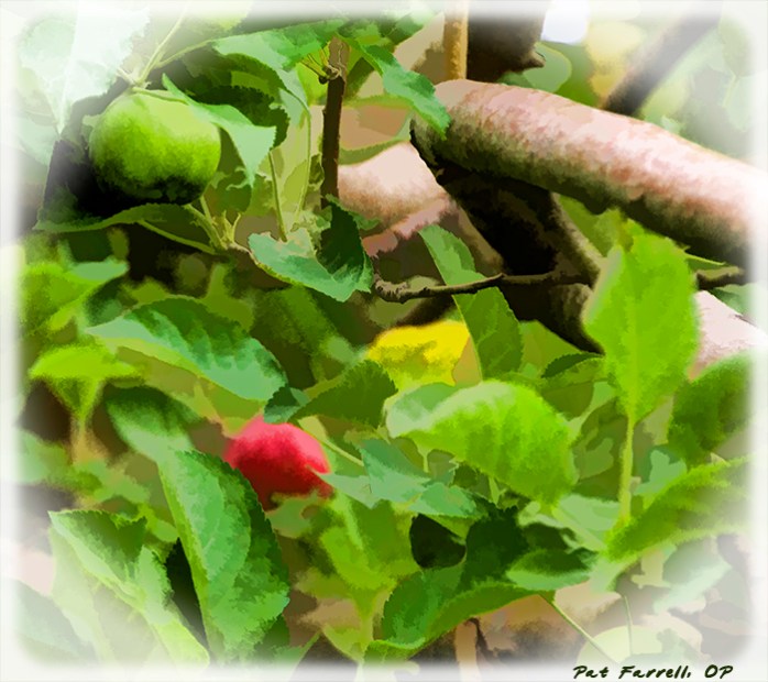 The blessing of ripe and not yet ripe apples