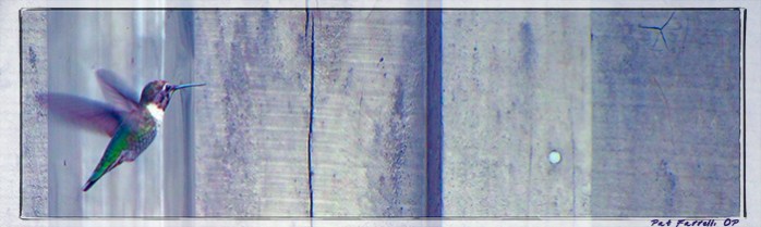 The enchantment of the hummingbird