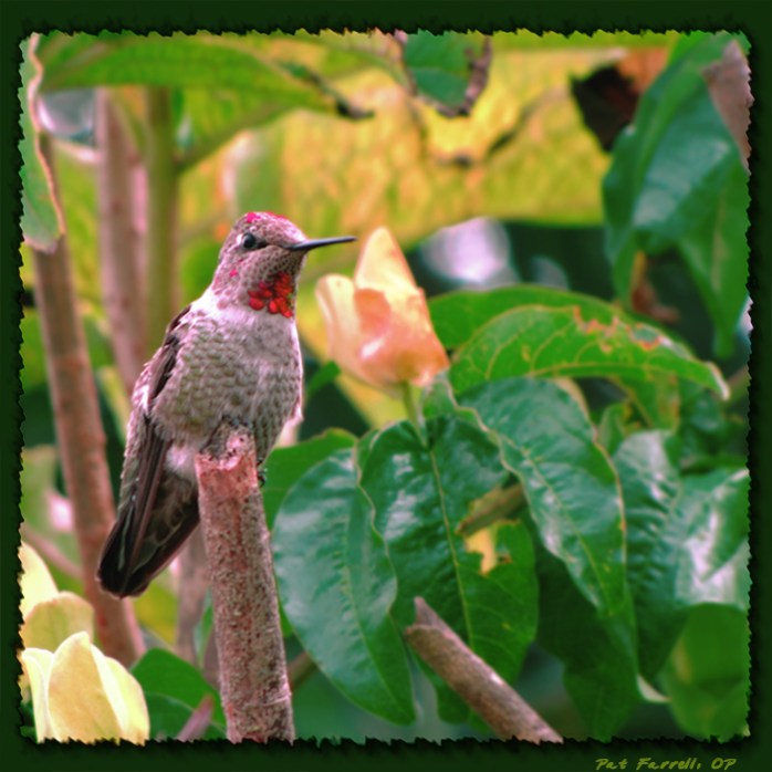 The hummingbird, like the swallow, trusts in providence.
