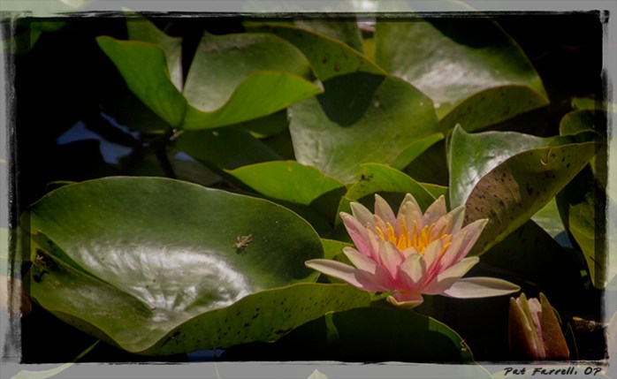 The lotus doesn't lose hope