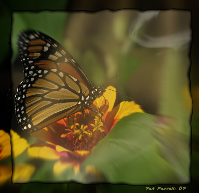 The Monarch Butterfly - ultimate symbol of Resurrection