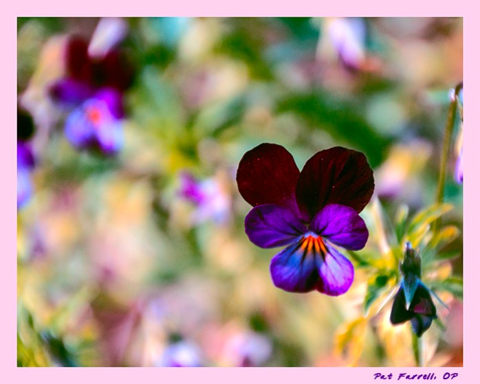 pres_ctr_los_gatos_2011_051