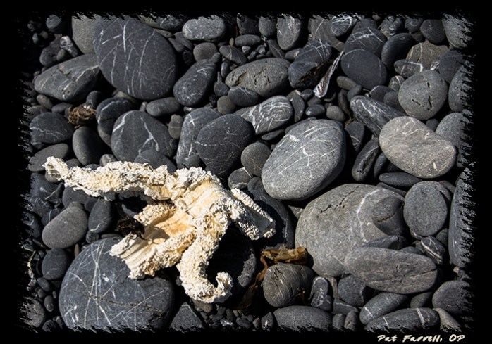 The reality of this starfish is not what it once was; nor can it go back to it.