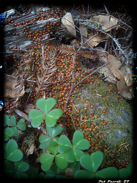 Clustered, creeping lady bugs