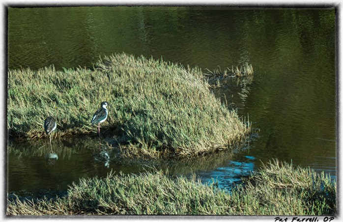 5-12_sausalito_aug_2013_018