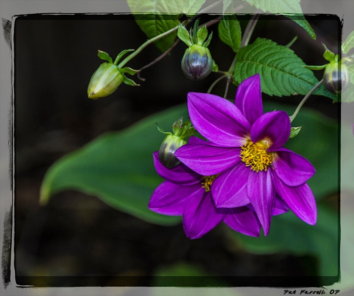 Can flowers make you say, "Wow!"?