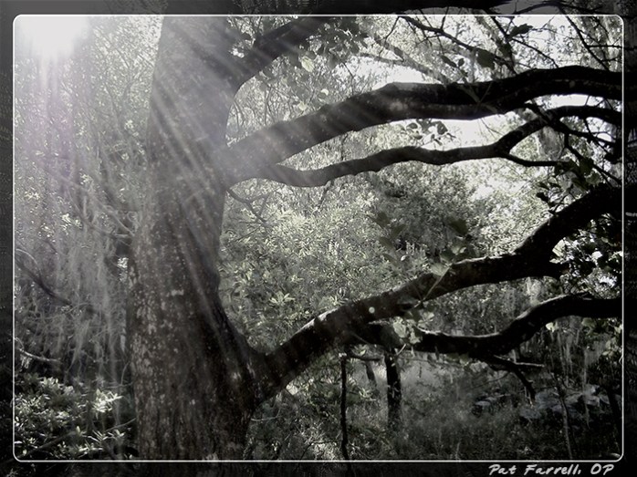 5-20_light_through_trees_3