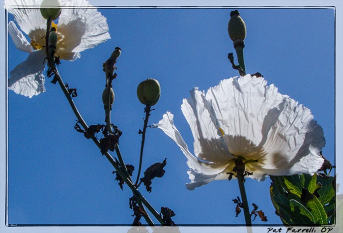 5-22_del_mar_council_2011_039