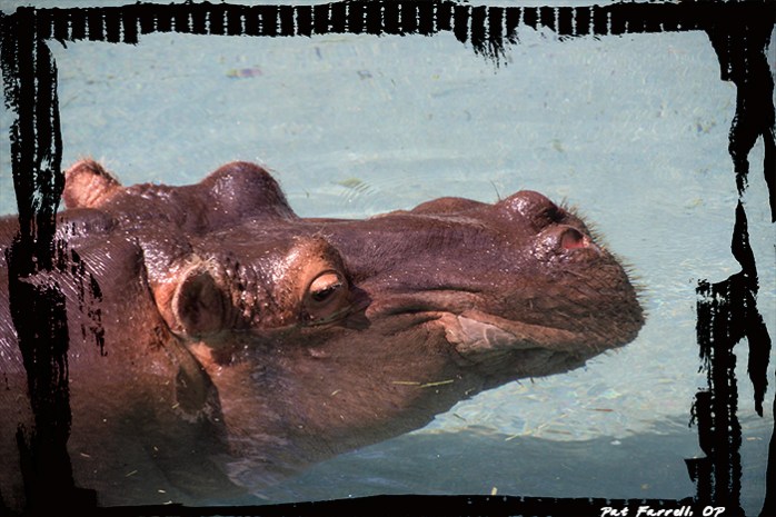 What proves God's desire to laugh more than a hippo?