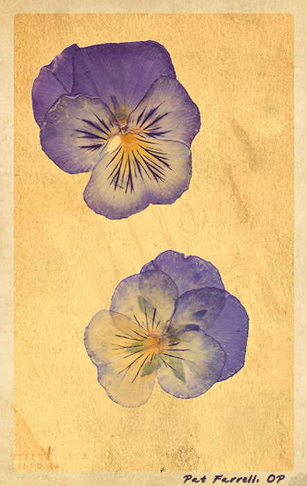 Sister Theophane Lewis's pressed flowers