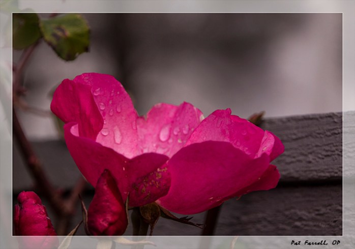 bolinas_jan_2013_079