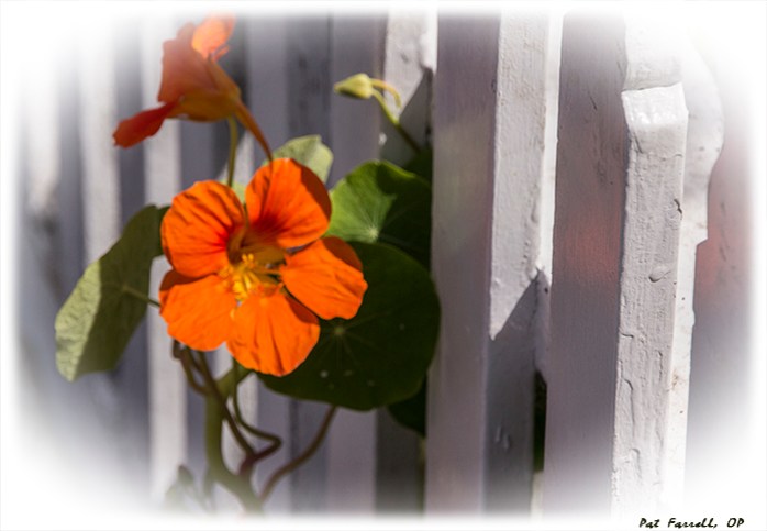 bolinas_may_2014_041