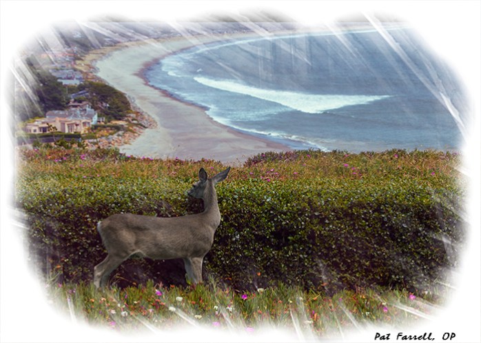 bolinas_may_2014_055