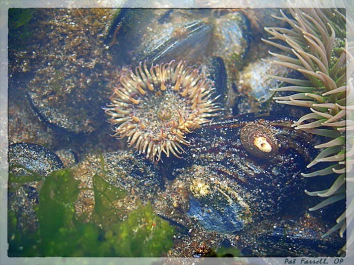 del_mar_10172006_038