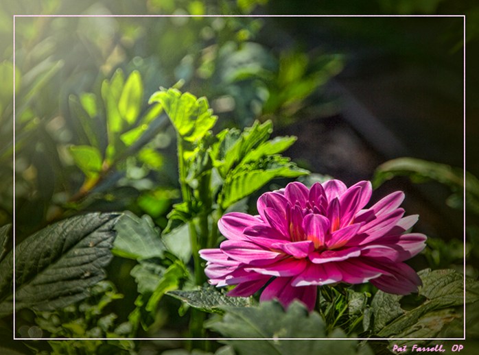 The breathless beauty of the dahlia
