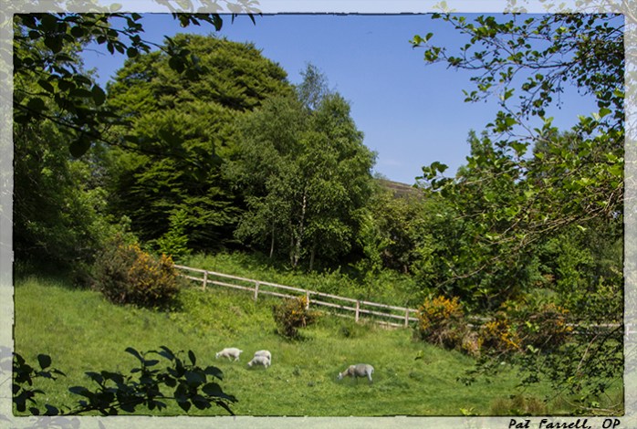 Does anything capture the green vigor of nature as the emerald green of Ireland?