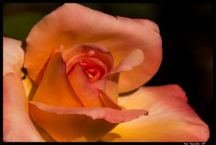 The kindness of the rose