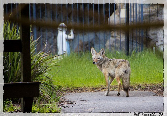 Can I see God in the coyote even when I know it has eaten one of this year's fawns?