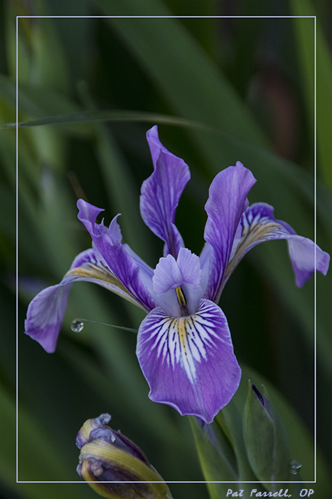 sr_flowers_april_2014_074