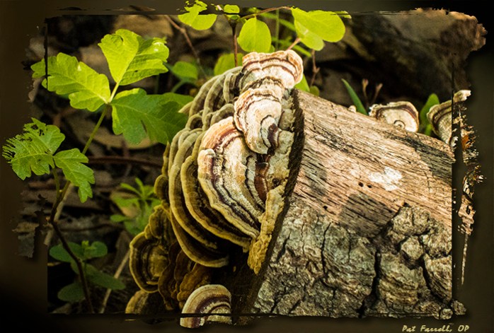 The marvelous bracket fungus