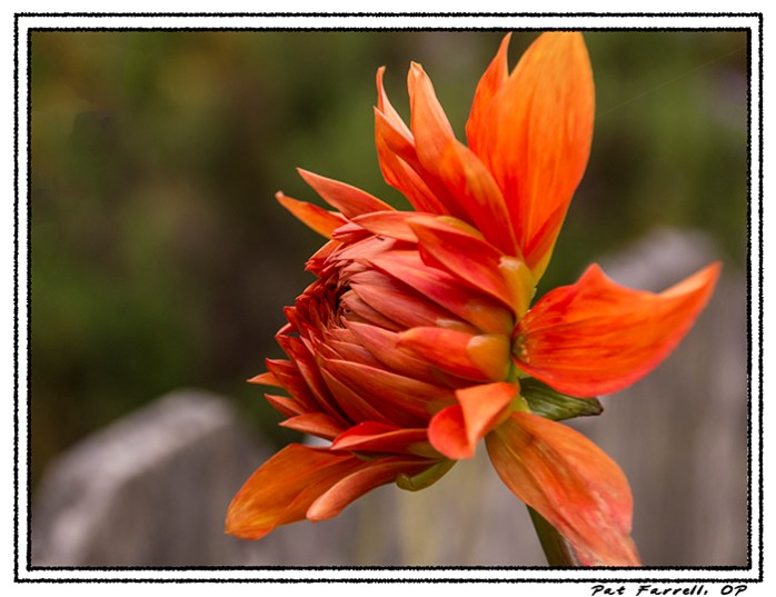 bolinas_smc_2012_005
