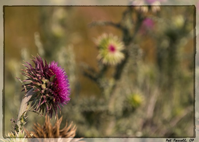 cross_country_2014_0612