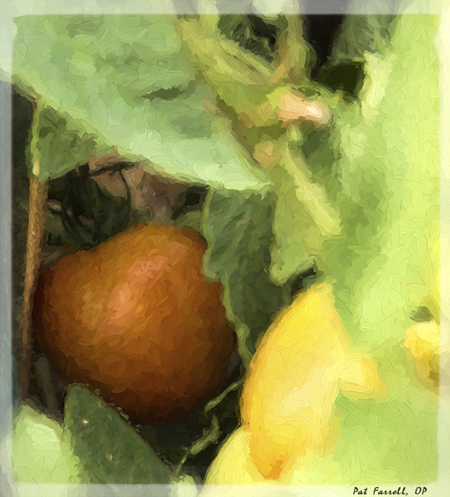 redwoods_monastery_2013_051