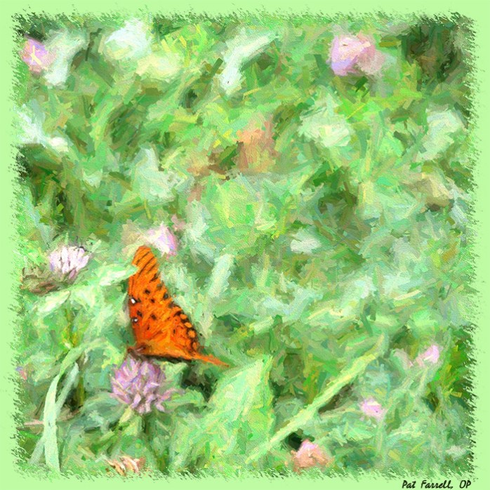 How much time does the butterfly or the clover have?