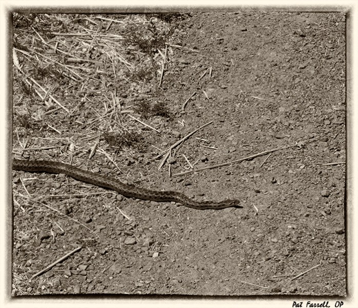 I wasn't exactly expecting to see him on the path!