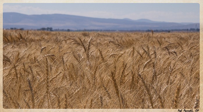 Hope in the planting