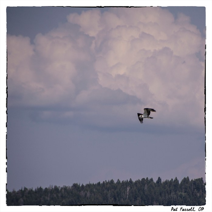 Soaring osprey